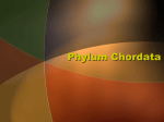 Phylum Chordata - Cloudfront.net