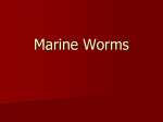 Worms - Cloudfront.net