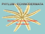 Echinoderms - Mr. Lesiuk