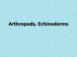 Mollusks, Worms, Arthropods, Echinoderms