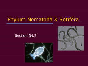 34-1 Phylum Platyhelminthes