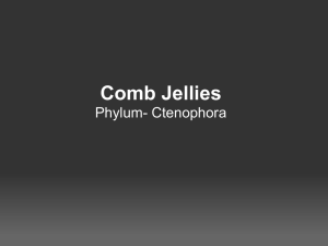 Comb Jellies