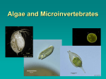 Algae and Microinverts
