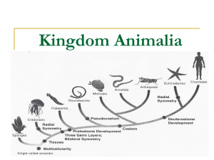 Kingdom Animalia