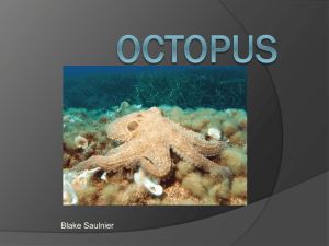 Octopus - debchelsblake