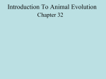 Introduction To Animal Evolution