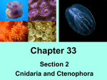 Chapter 33 - CanonMacZoology