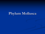 Phylum Mollusca - GMCbiology