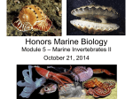 Honors Marine Biology - Wavemakers