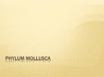 phylum mollusca - Mrs. Gallegos Website