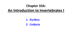 An Introduction to Invertebrates I Chapter 33A: 1.  Porifera 2.  Cnidaria
