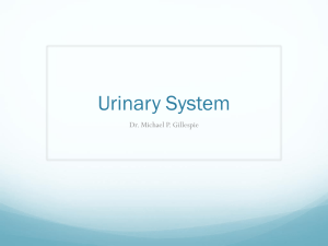 Physiology_13_Urinary