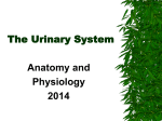 The Urinary System