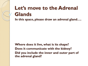 Let`s move to the Adrenal Glands