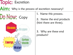 THE EXCRETORY SYSTEM