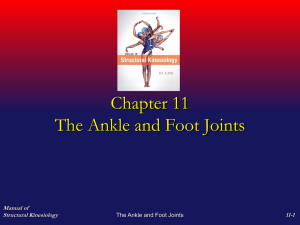 Kinesiology_files/Foot and ankle