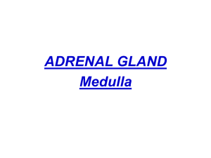 ADRENAL GLAND Medulla