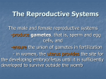 The Reproductive Systems