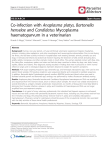 Co-infection with Anaplasma platys, Bartonella henselae and Candidatus Mycoplasma