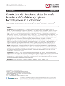 Co-infection with Anaplasma platys, Bartonella henselae and Candidatus Mycoplasma