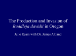 The Relative Invasiveness of Buddleja davidii Cultivars in Oregon