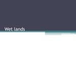 Wet lands - artzak.com