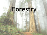 Forestry - geogashton