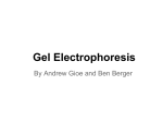 Gel Electrophoresis