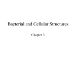 L2-Bacterial Structures v3