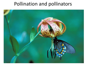 LOTL 9 pollinators