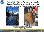 Potential Fishery Impacts to Alaska from a Marine Invasive Species: the Colonial Tunicate Didemnum vexillum