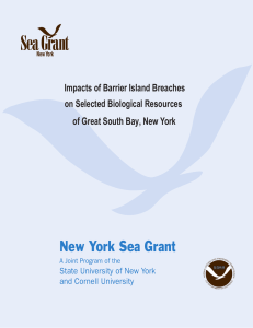 Pub: Impacts of Barrier Island Breaches on Selected Biological Resources of Great South Bay (pdf)