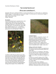 UAA Natural Heritage Program, Weed Ranking Project (PDF)