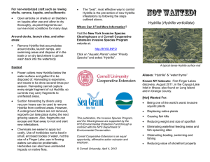 NYSG's “Not Wanted: Hydrilla” Fact Sheet (pdf)