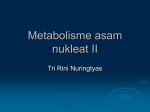 Metabolisme asam nukleat II
