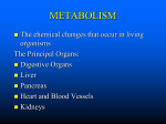 Metabolism08