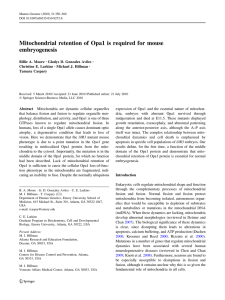 Moore BA, Gonzalez Aviles GD, Larkins CE, Hillman MJ, Caspary T. Mamm Genome. 2010 Aug;21(7-8):350-60. Mitochondrial retention of Opa1 is required for mouse embryogenesis