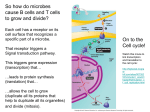 Cell Cycle PowerPoint