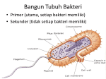 Bangun Tubuh Bakteri - X2-FILES