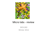 Micro labs - reveiw