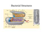 L2_Bacterial structures