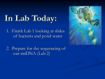 mtDNA Lab2008