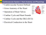 3 CardioI- Heart AnatPhys