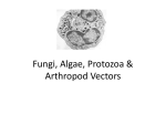fungi algae protozoa arthvectors