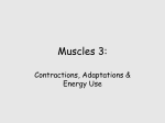 Muscle3 241