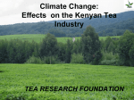 Climate change: effects on the Kenyan tea industry
