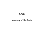 CNS Brain 241North