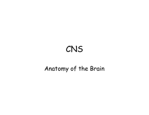 CNS Brain 241North