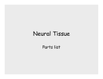 NeuralTissue1 241