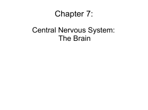Nervous System: Brain